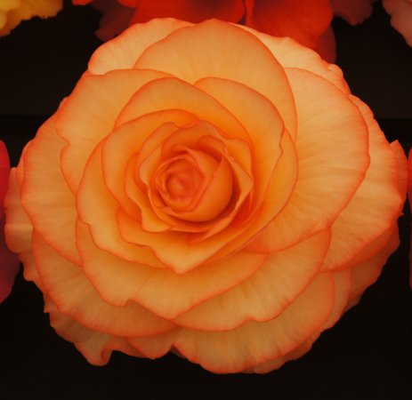 B. ‘Beryl Spur’